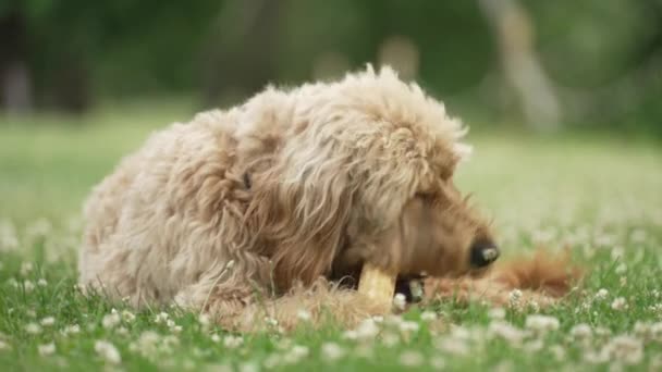 芝生の畑で犬の骨を噛む薄茶色のラブラドール — ストック動画
