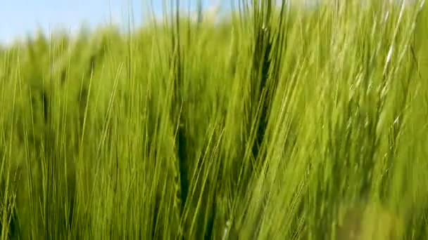 Крупный План Поля Пшеничных Шипов Яркий Солнечный День Сельское Хозяйство — стоковое видео