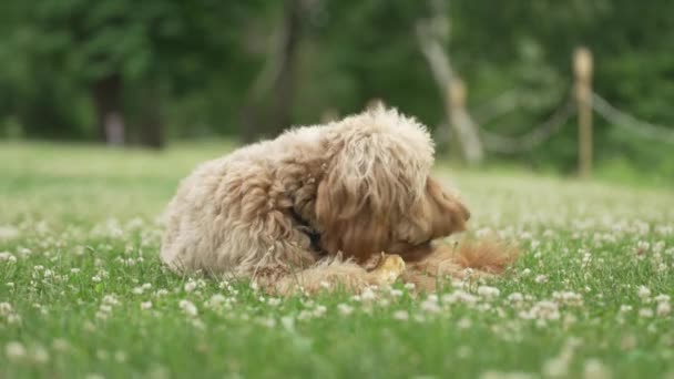 芝生の畑で犬の骨を噛む薄茶色のラブラドール — ストック動画