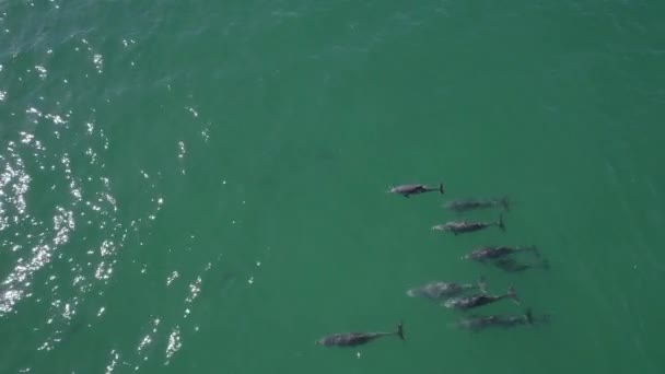 Vista Aérea Delfines Nariz Botella Comunes Nadando Mar Azul Fingal — Vídeos de Stock