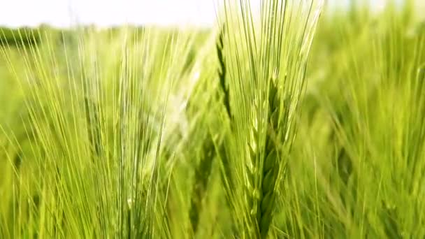 Zicht Van Dichtbij Tarweveld Spikeletten Van Jonge Groene Tarwe Zonnige — Stockvideo