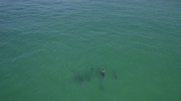 Θέα Από Ψηλά Της Ήρεμης Μπλε Θάλασσας Κοινή Βουτιά Δελφινιών — Αρχείο Βίντεο