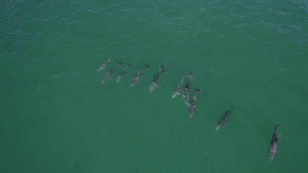 Bacalao Delfines Nariz Botella Nadando Una Fila Tursiops Truncatus Mar — Vídeos de Stock