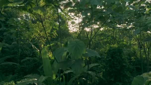 Luftaufnahme Von Innen Zwischen Dichtem Wald Und Sonne Hintergrund — Stockvideo