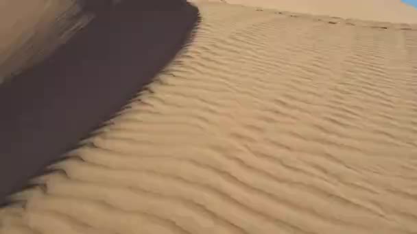 Αμμόλοφοι Της Ερήμου Του Μαρόκου — Αρχείο Βίντεο
