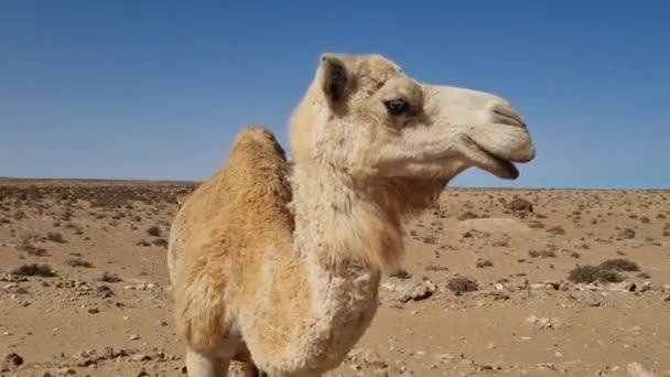 Camello Espera Desierto Del Sahara Marroquí — Vídeo de stock