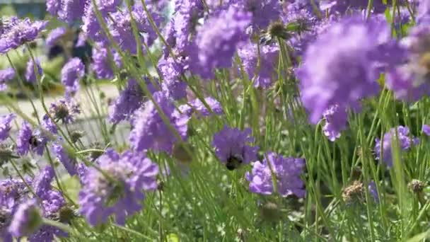 Close Shot Blurry Background Bee Collecting Nectar Purpule Flowers Sunny — Vídeos de Stock