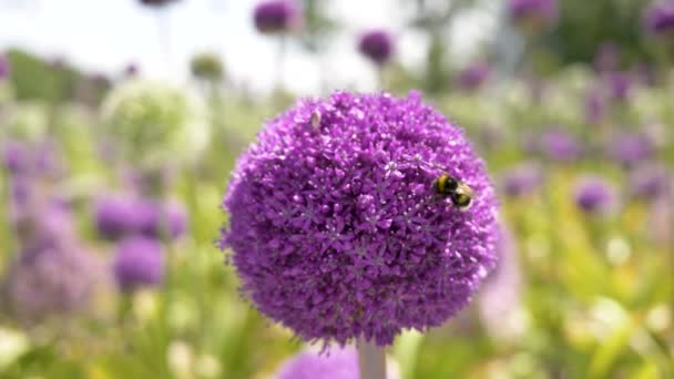 晴れた日に紫のアリウムの花から蜜を集める蜂の背景がぼやけているので クローズアップ — ストック動画