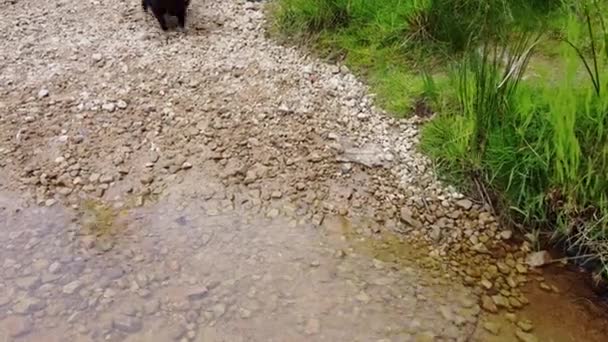 Pomerania Ladrando Bebiendo Río Poco Profundo Imágenes Aviones Tripulados — Vídeos de Stock