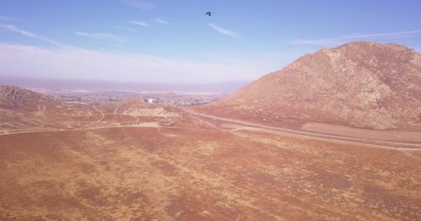 Domesticated Trained Falcon Hawk Flies Blue Sky Chasing Prey — Stockvideo