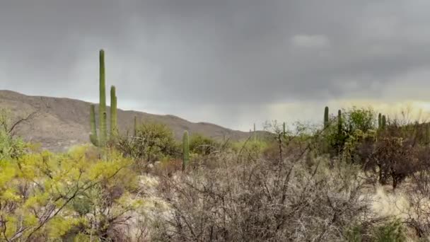 Dry Arid Arizona Sonoran Desert Scene Handheld Shot — Stockvideo
