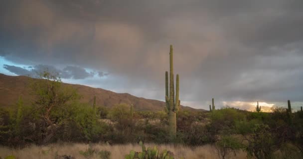 Dramatic Timelapse Lightning Thunderstorm Saguaro Cactus Arizona Desert — Stockvideo