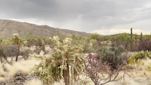 Κοντινό Πλάνο Dolly Shot Cholla Cactus Στην Έρημο Της Αριζόνα — Αρχείο Βίντεο