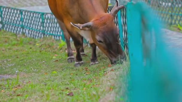 一头棕色的奶牛一点一点地在木制栅栏内吃草的固定镜头 这种牛通常被称为水牛或褐牛 — 图库视频影像