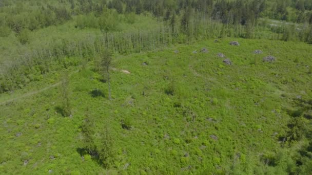 Duw Het Mooie Landschap Bellingham Washington Met Een Kanteling Naar — Stockvideo