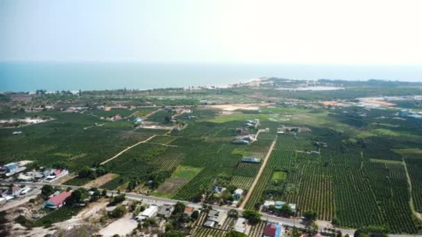 Landelijk Dorp Van Vietnam Met Enorme Drakenfruit Plantage Luchtfoto Uitzicht — Stockvideo