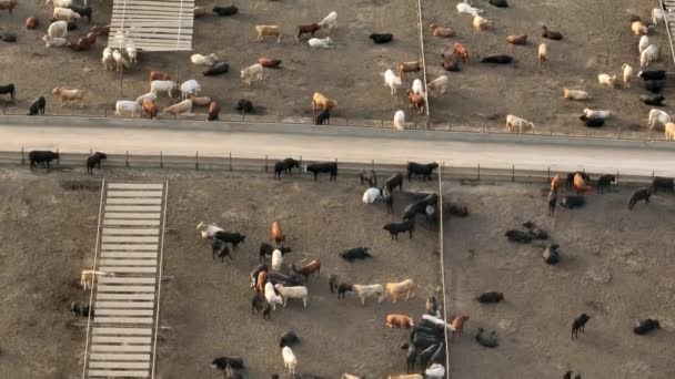 在美国限制集中的动物喂养行动Cafo 禽畜在牛肉肉制品行业的航空概览 — 图库视频影像