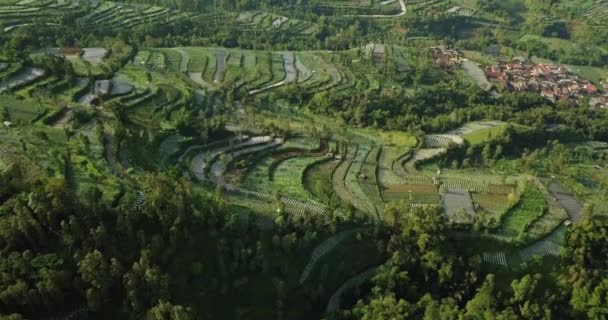 Felső Drónfelvétel Növényi Ültetvényekről Völgyben Sűrű Fák Közép Jáván Indonéziában — Stock videók