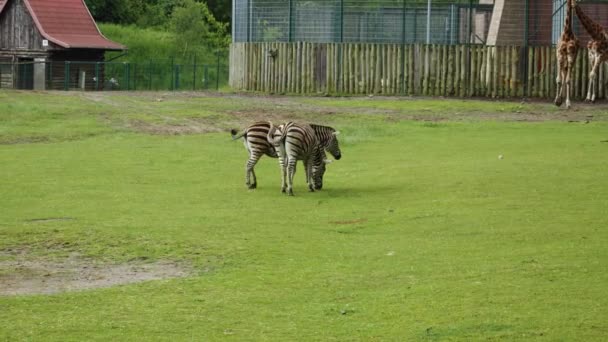 Cebras Con Jirafas Verde Pasto Jardín Zoológico Gdask Voivodato Pomerania — Vídeo de stock