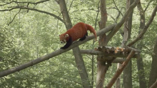 Imádnivaló Vörös Panda Mászik Hídon Természetes Élőhelyén Gdask Állatkertben Lengyelországban — Stock videók