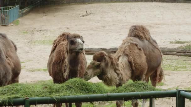 Dromedare Fressen Gras Zoo Danzig Polen Nahaufnahme — Stockvideo