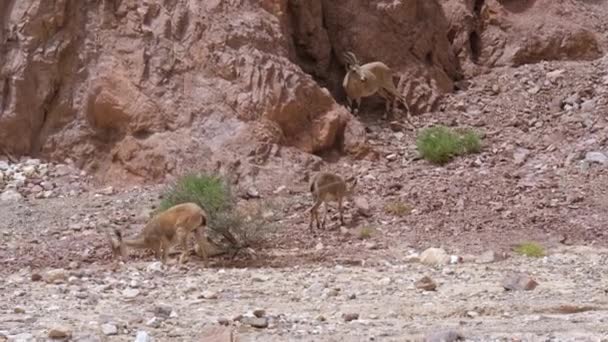Μια Ομάδα Ibexes Ψάχνουν Για Τροφή Ένα Έρημο Περιβάλλον Κοντά — Αρχείο Βίντεο