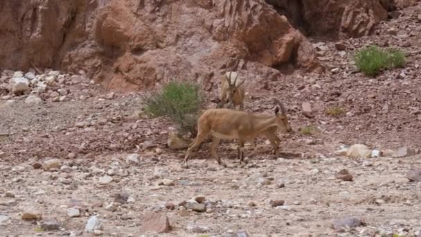 Kamerafahrten Mit Einem Männlichen Steinbock Als Einer Anderen Gruppe Vorbeigeht — Stockvideo