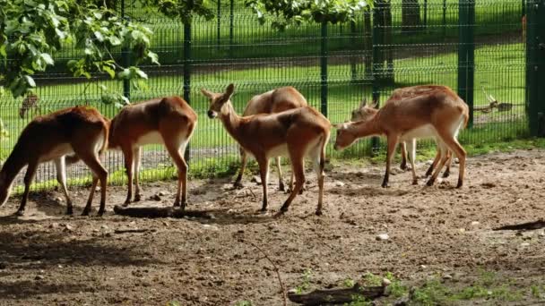 Стадо Европейского Красного Оленя Обнесено Забором Зоопарке Гдаска Олива Польше — стоковое видео