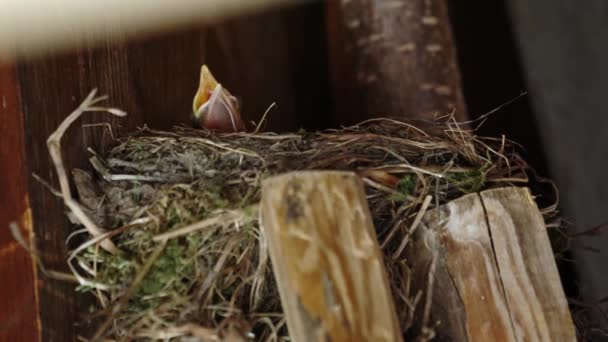 Hungry Small Blackbird Chick Looking Out Nest — Vídeo de Stock