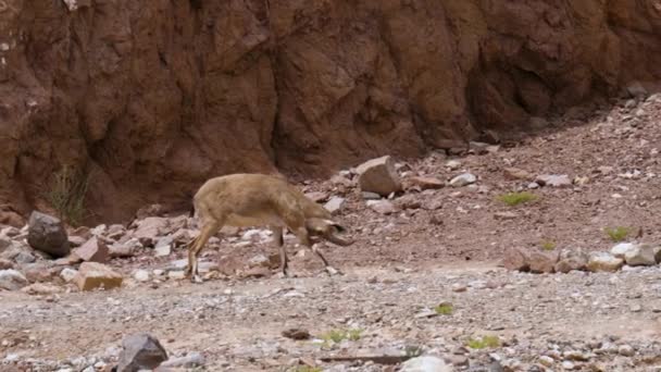 Nubian Ibex Capra Nubiana Пустельний Вид Козлів Мешкають Гірських Районах — стокове відео