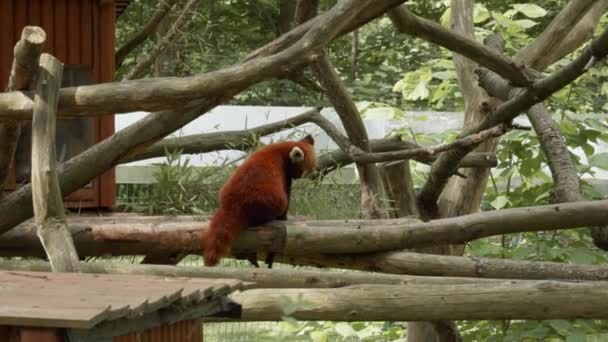 Vista Trasera Panda Rojo Con Piel Marrón Rojiza Jardín Zoológico — Vídeo de stock