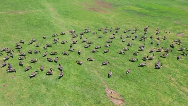 Flock Geese Caught Feeding Green Soccer Field Drone — Stock Video
