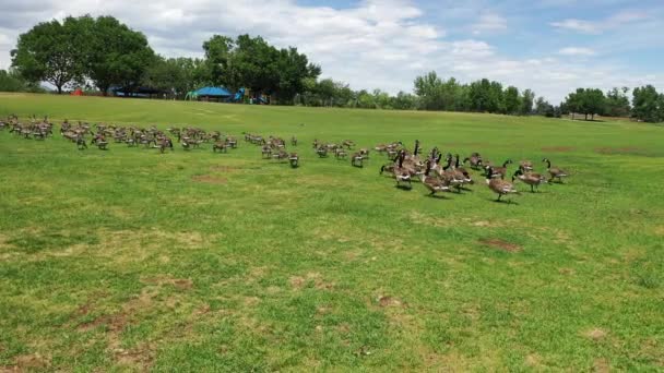 Flock Geese Prancing Park — Video