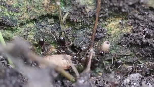 Black Ants Lasius Niger Carrying Pupae Protect Them Nest Disturbed — Stock Video