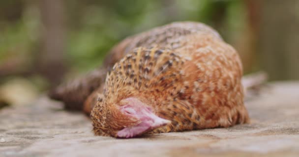 Kematian Ayam Karena Penyakit — Stok Video