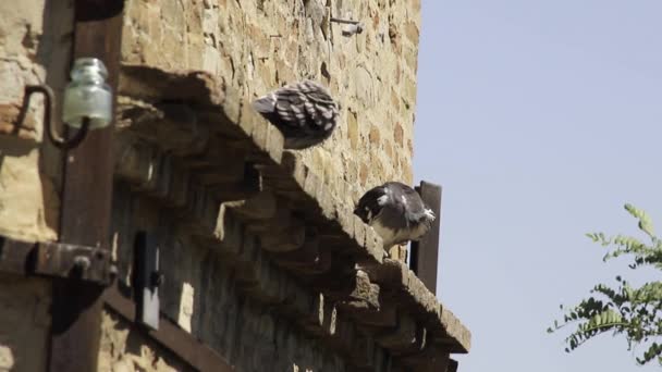 Dirt Left Pigeons Cities Pigeons Row Ancient Stone Wall Birds — Stock Video