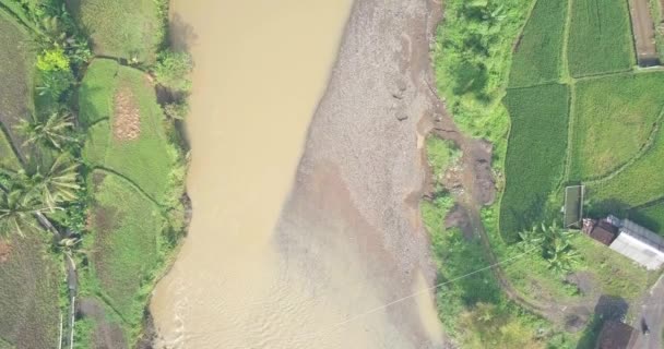 Большая Река Коричневой Водой Окруженная Рисовым Полем Рисовом Поле Растут — стоковое видео