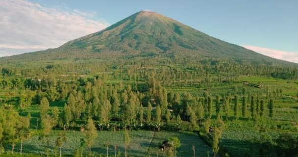 Aerial Forward Flight Greenery Plantation Mount Sindoro Background Sunlight Wonosobo — Stockvideo