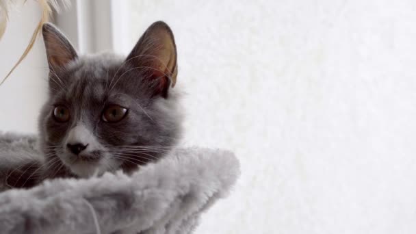 Close View Face Grey Cat Yellow Eyes Resting Its Furniture — Vídeo de stock