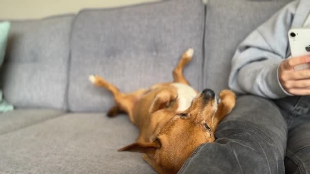 Cute Dog Getting Touched Her Female Owner Grey Sofa Long — Stock Video