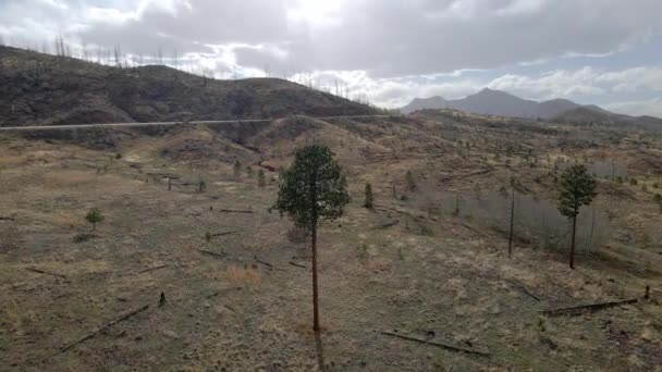 Tall Pine Tree Standing Itself Aerial View Circling Tree Pike — Stockvideo