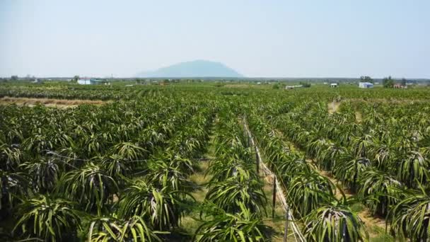 Fly Pitahaya Dragonfruit Hylocereus Undatus Endless Plantation — Wideo stockowe
