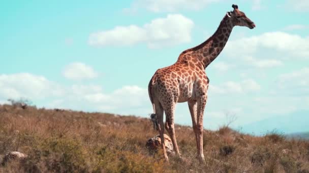 Giraffe Standing Wide Open Landscape Chewing Food — Stock video