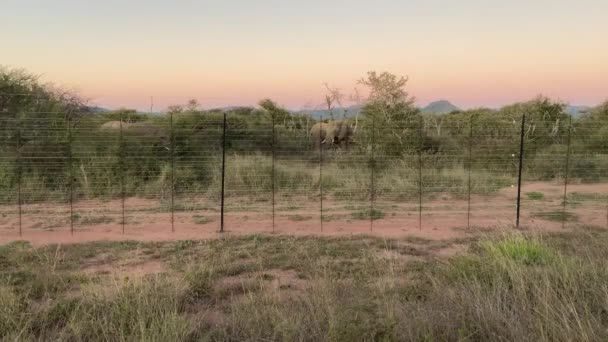 African Elephants Feeding Bushes Protected Fence National Park South Africa — Stock Video