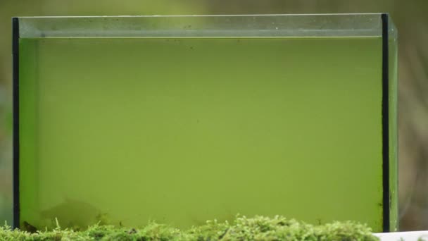Close Shot Scenes Kingfisher Diving Water Aquarium Tank Catch Fish — Wideo stockowe