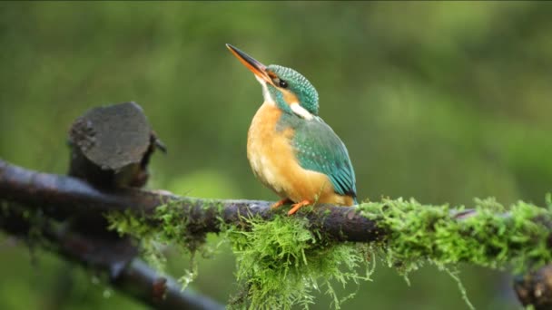 Close Static Shot Kingfisher Sitting Moss Covered Branch Looks Flies — стоковое видео