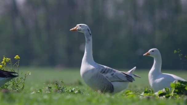 Greylag Geese Foraging Food Wet Meadow Sunrise Sunny Day Cinematic — 비디오
