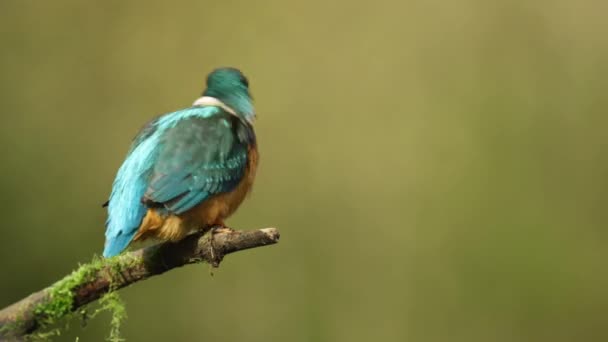 Close Shot Cute Kingfisher Shaking Its Head While Perched Moss — 비디오