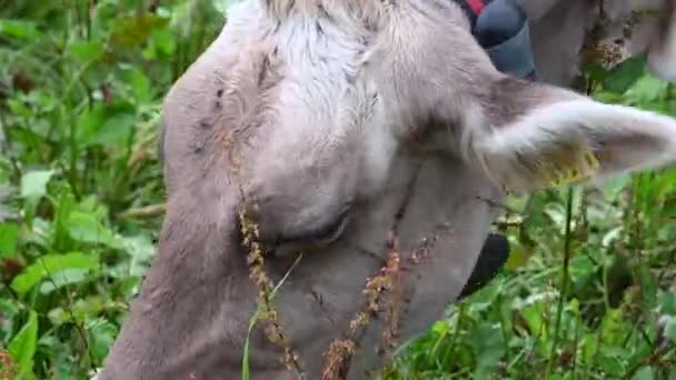 Tight Shot Cow Head Cow Eats Grass Plants Cowbell Swiss — Vídeo de Stock