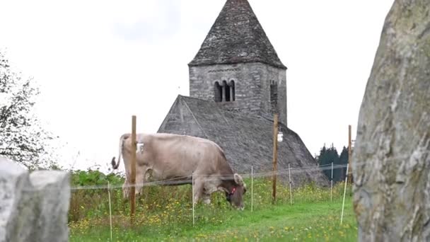 Una Vaca Marrón Come Hierba Campo Junto Una Iglesia Rocosa — Vídeos de Stock
